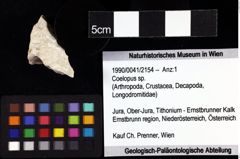 Foto (Objket + Etiketten) von Coelopus sp. 